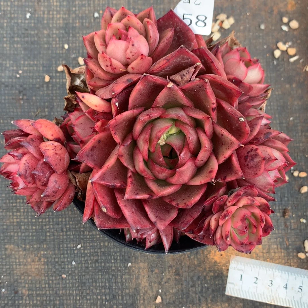 3158杂交精品基地14厘米