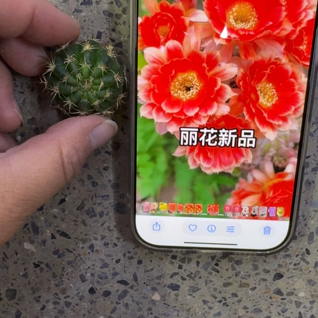 233丽花新品丽花歪无根侧牙3公分左右，20包邮