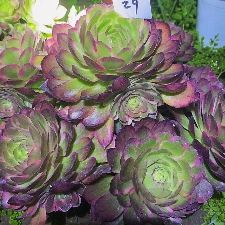 29号粉花妖多肉不包损25