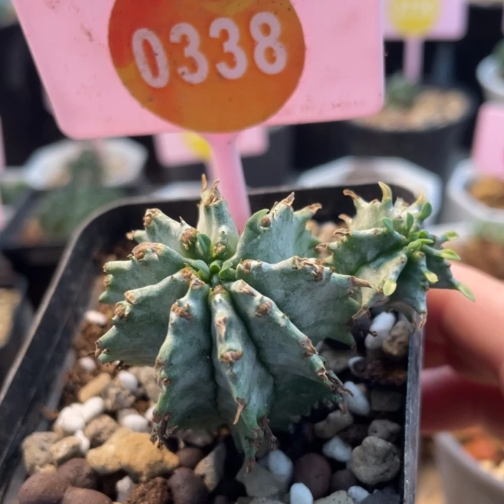 白衣魁伟E棵03380338