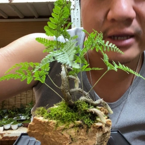 红陶一物一拍所见即所得144