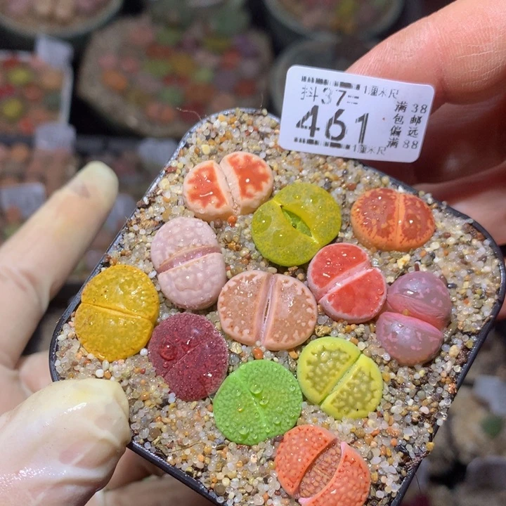 精品生石花37.461
