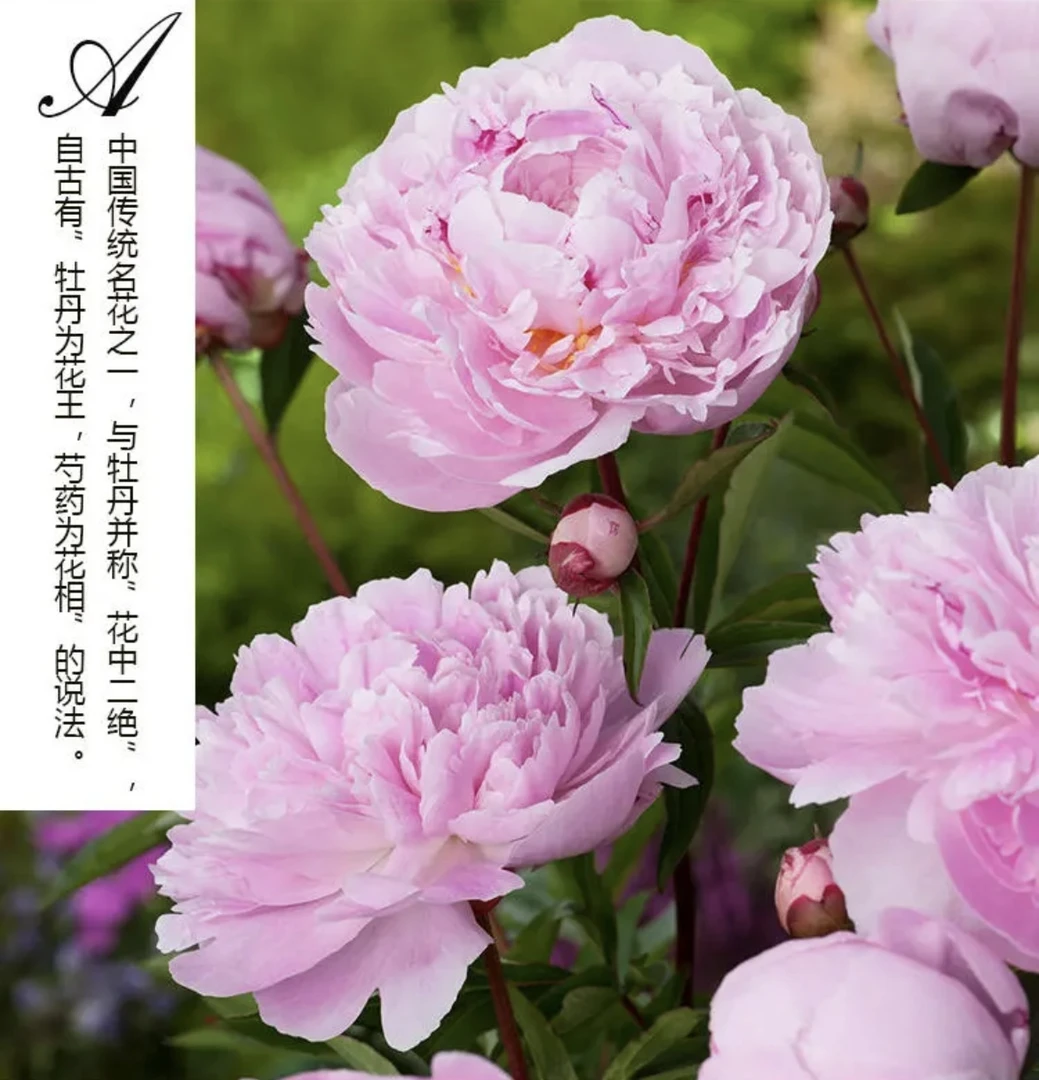 【精品芍药】菏泽芍药基地直发 精品芍药