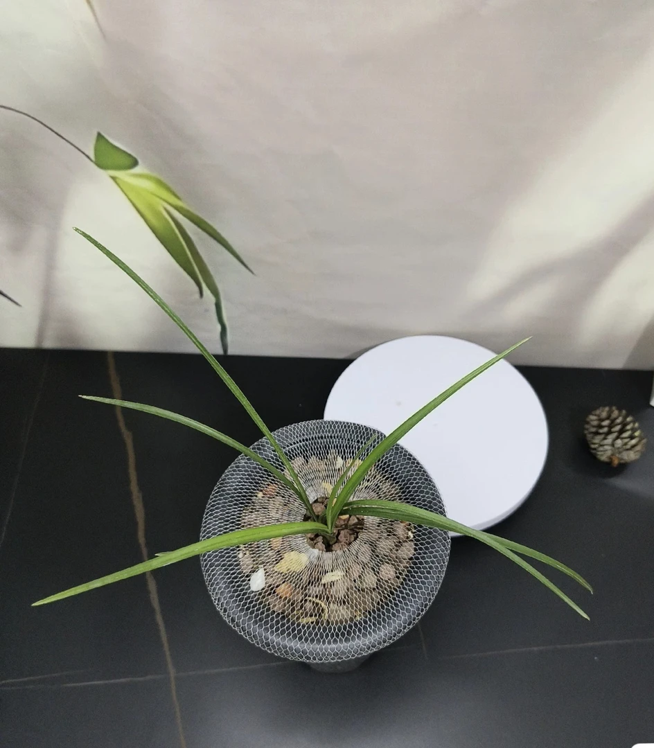 送春，秋之，莲瓣，惠兰，春剑，春兰，一物拍，真实商品以直播间为主