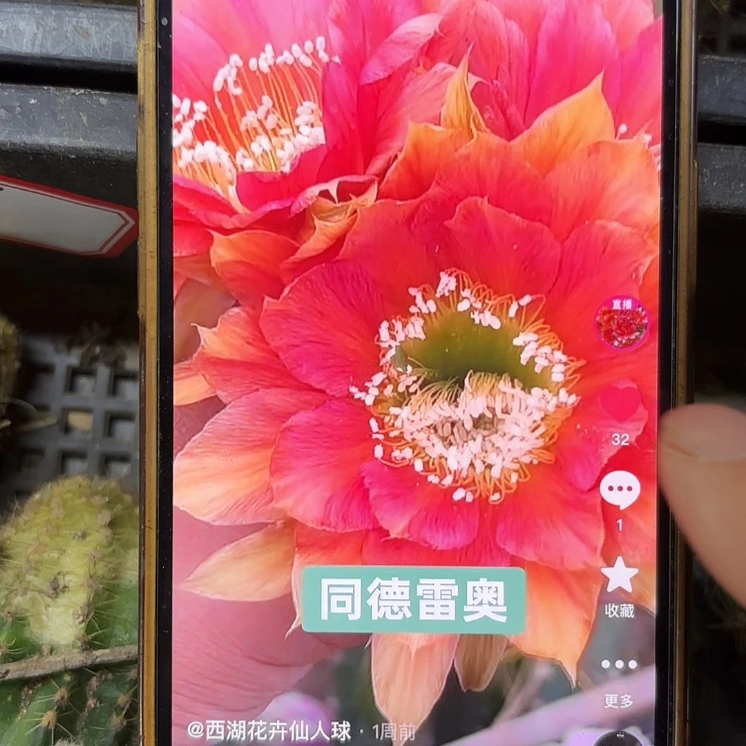 同德雷哦彩侧牙20包邮9