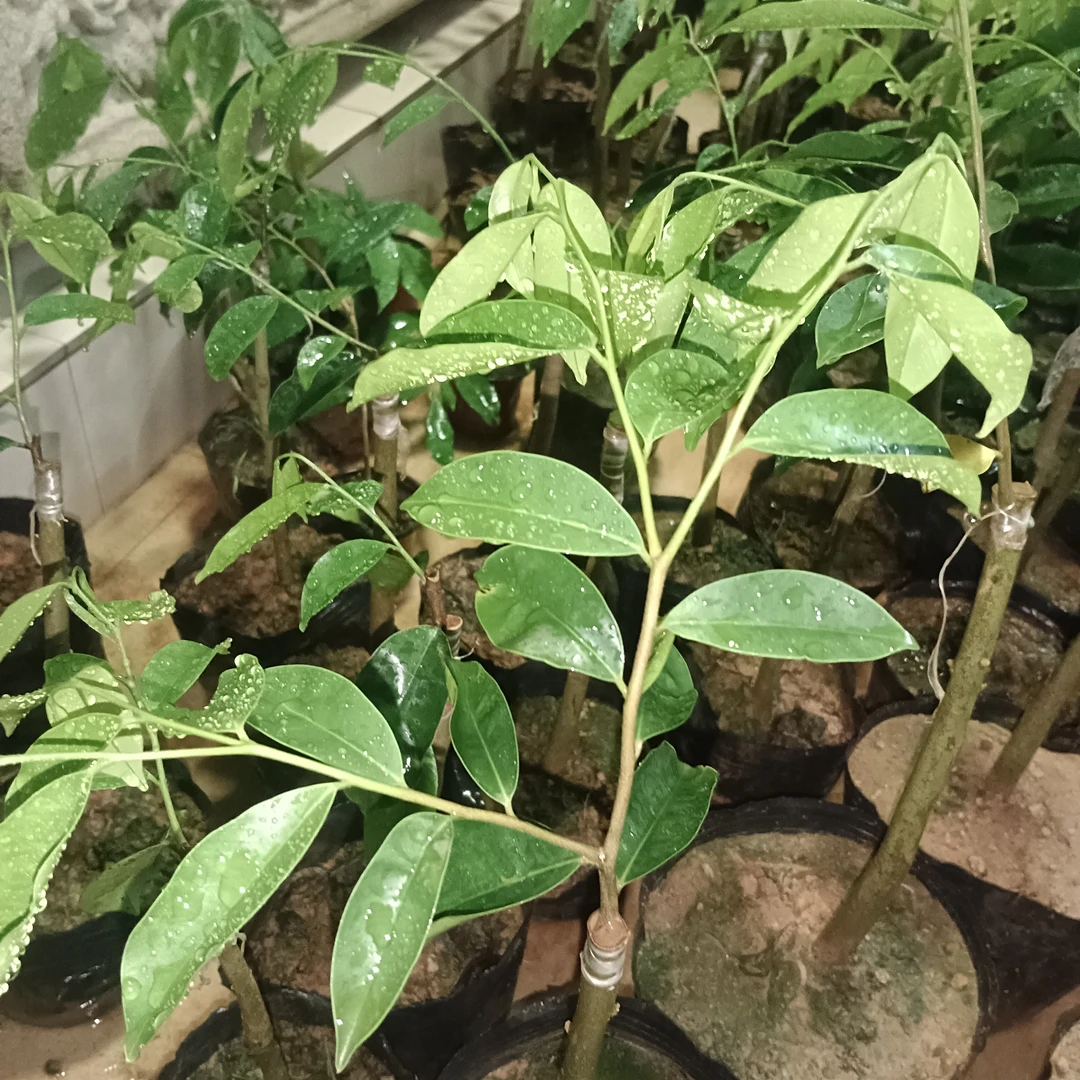国香品种，紫寅3号