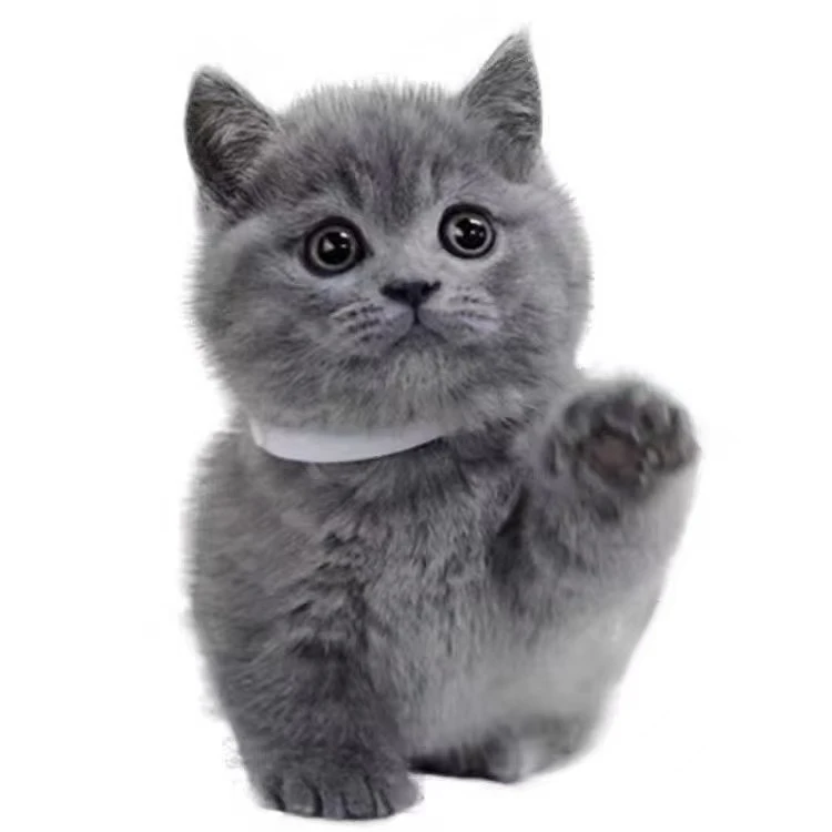 大莉纯种英国短毛蓝猫蓝白银渐层金渐层金吉拉布偶猫幼崽美短虎斑