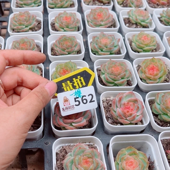 多肉植物多肉植物