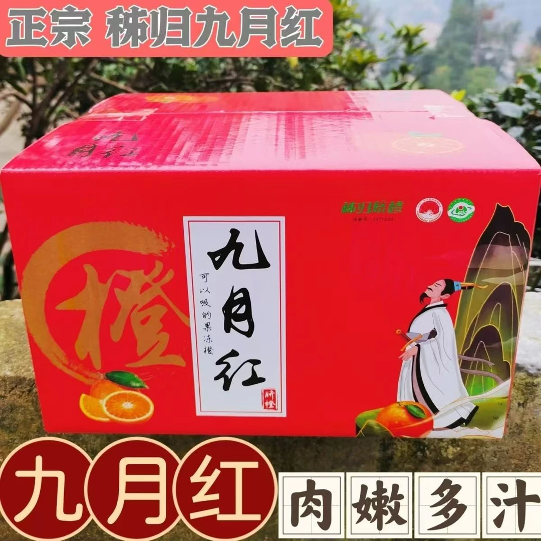 湖北秭归九月红脐橙香甜多汁应季水果细腻无渣 现摘现发