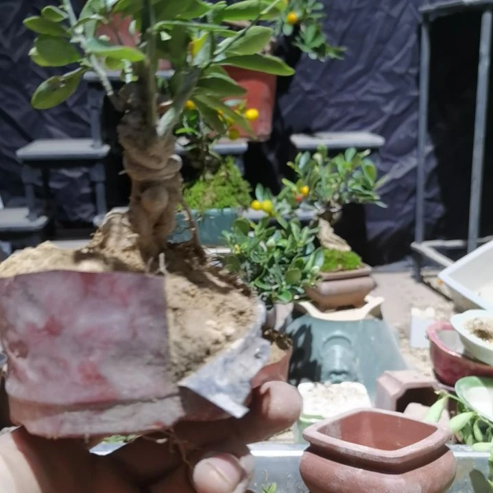 完全开放金豆小橘子绿植