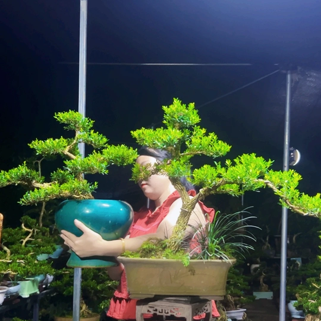 艺***生无花朵黄杨木