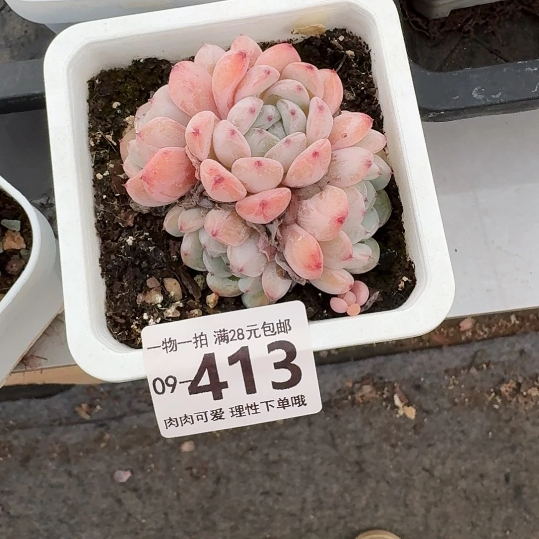 雪爪无盆土发货无一定被时间磨