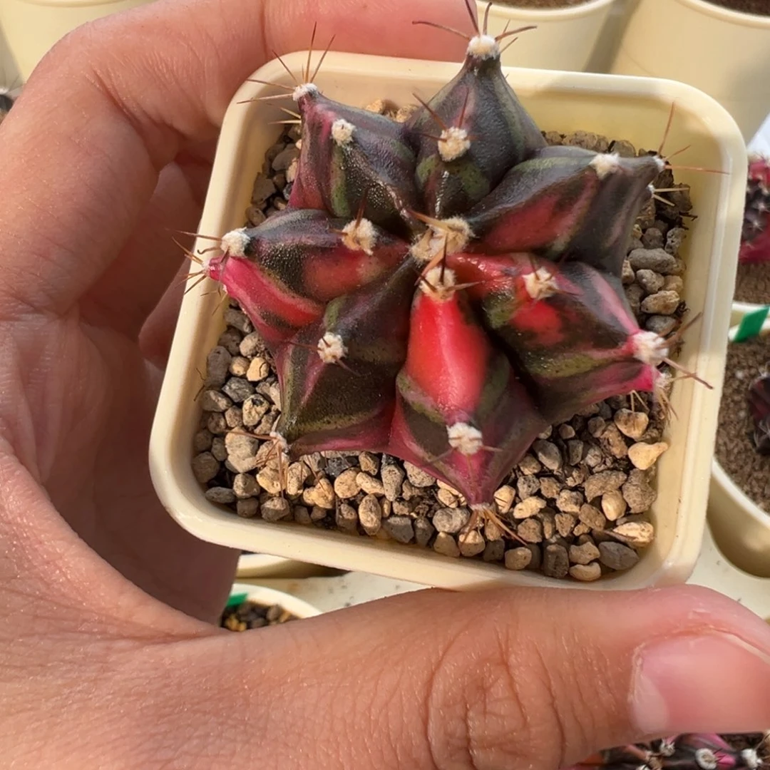 313 好看的米哈冲冲冲