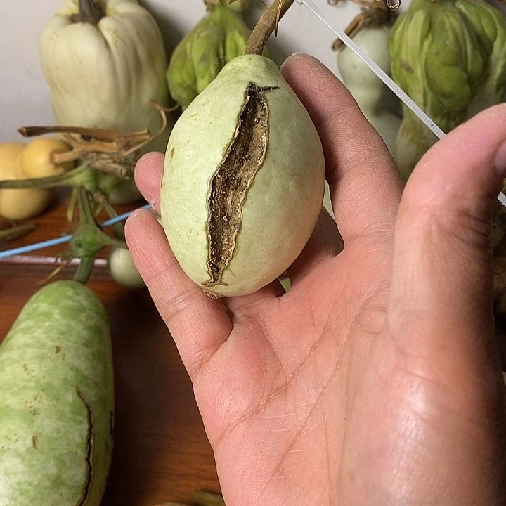 啊****青皮葫芦手把件摆件