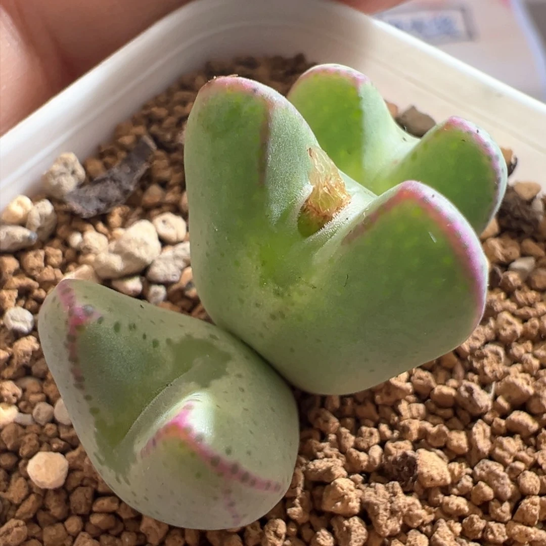 889。编号1410.9525少将。红边复棱有眼睛