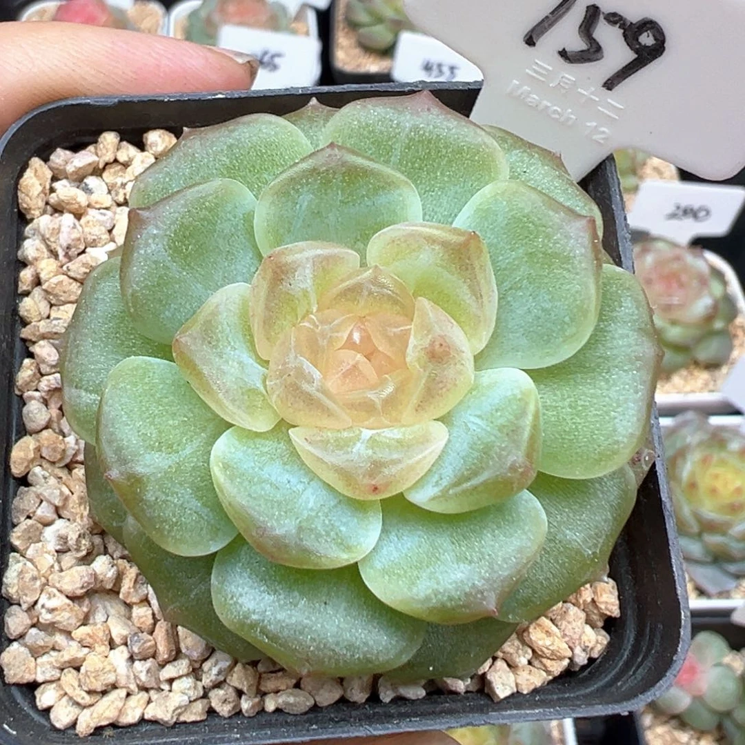 159号无尽灯 晗雨多肉