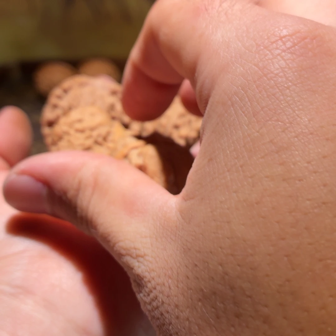 文玩核桃吊坠蛤蟆头A68