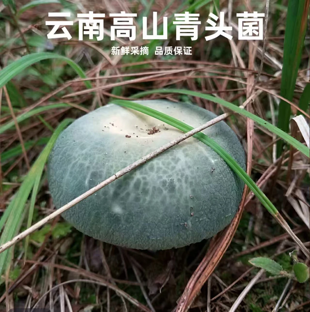 云南野生新鲜青头菌山珍美味特色食材/现采现发/顺丰空运包邮