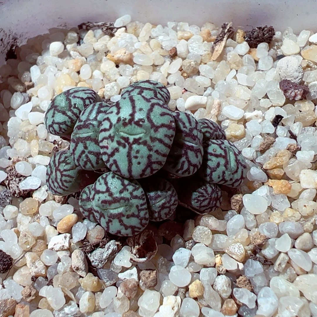 1105-574多肉多肉墨