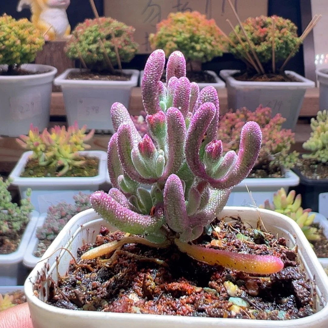 449紫闪光一物一拍包开箱