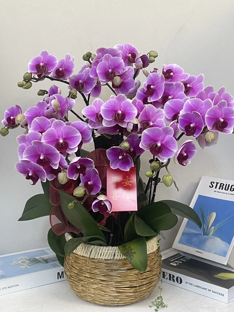 蝴蝶兰 【超级宝贝】真花 秋冬耐寒花卉 四季开花 多样性发货