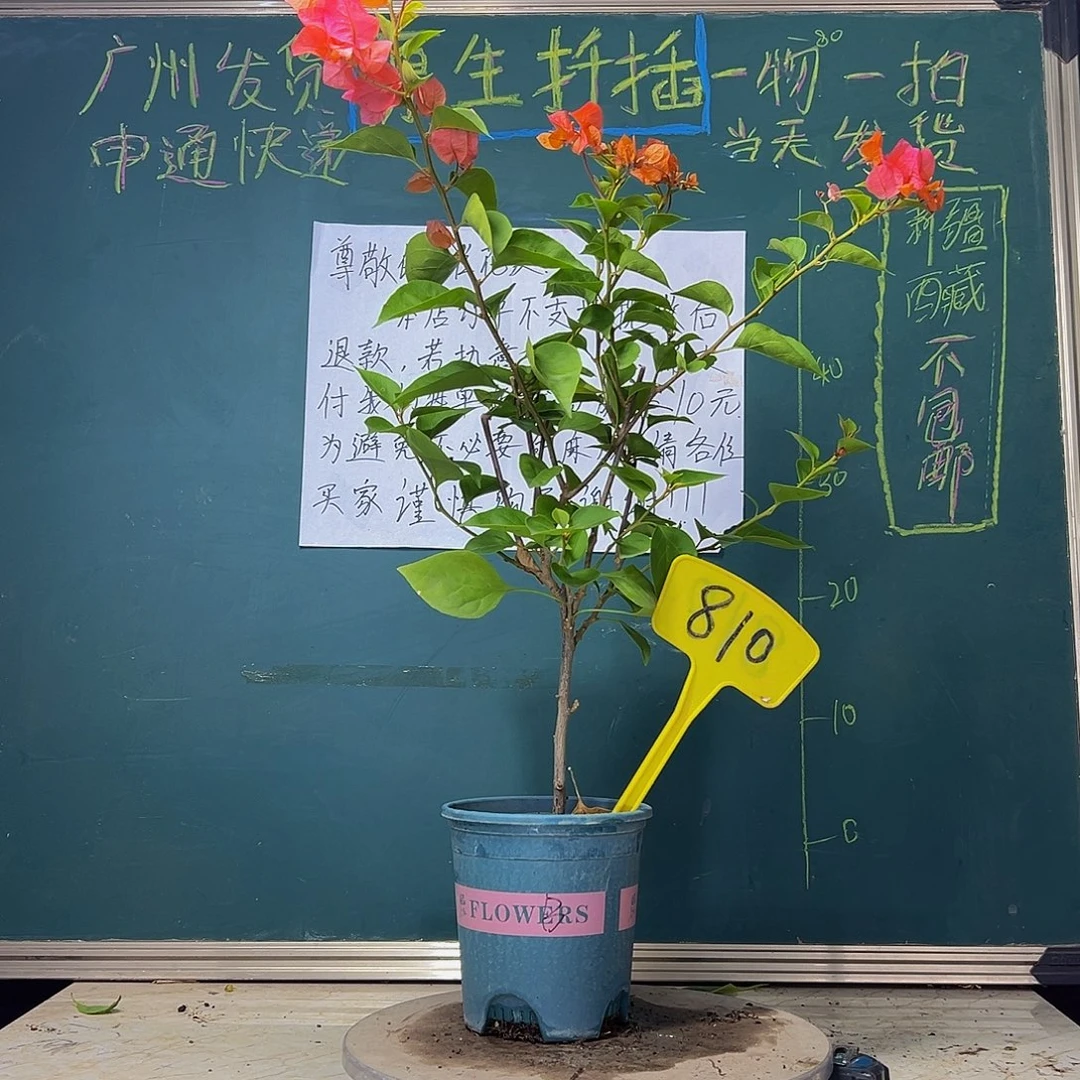 当前无花栽培后可以开花  波伊斯玫瑰  810