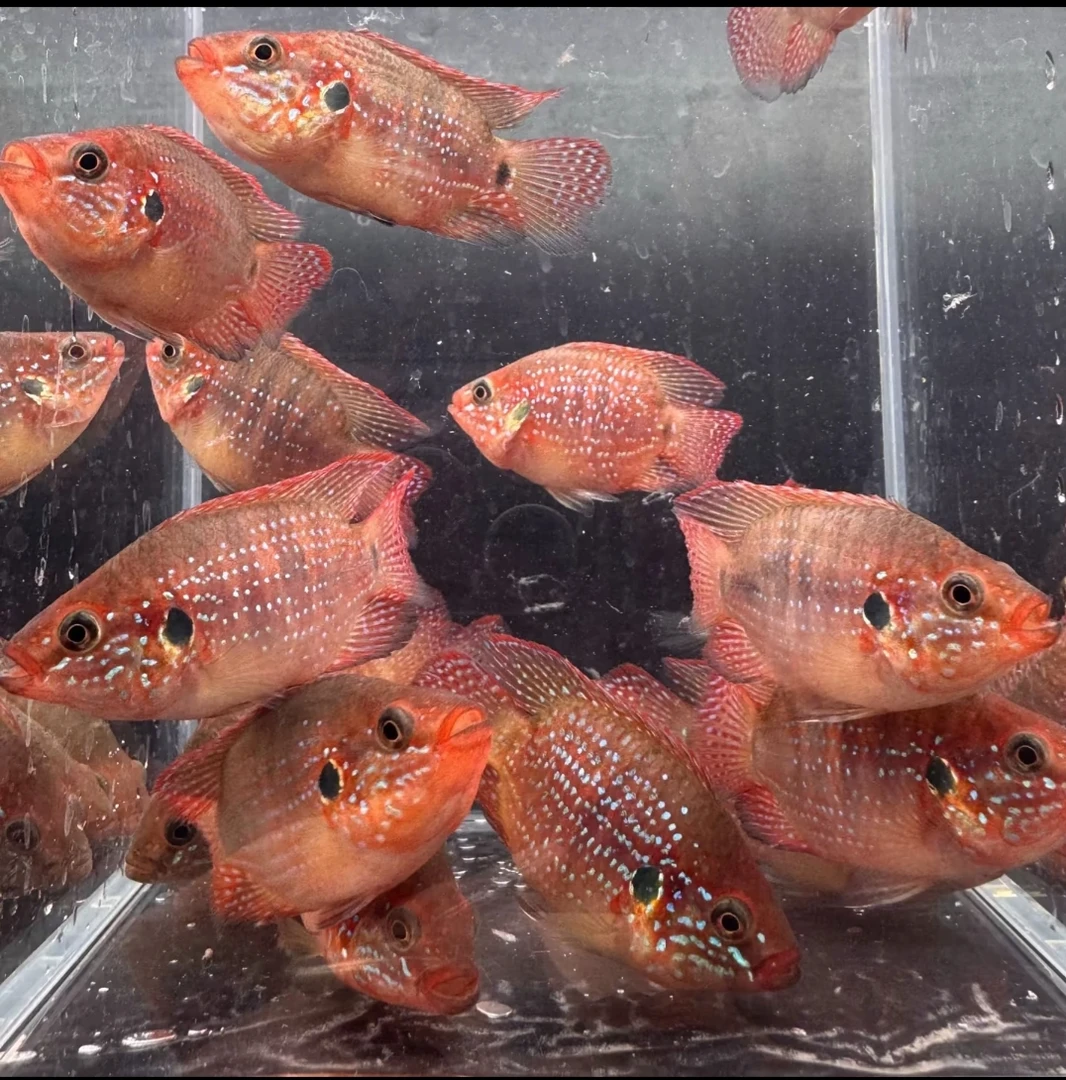 精品大号血钻红宝石球4-5厘米观赏鱼