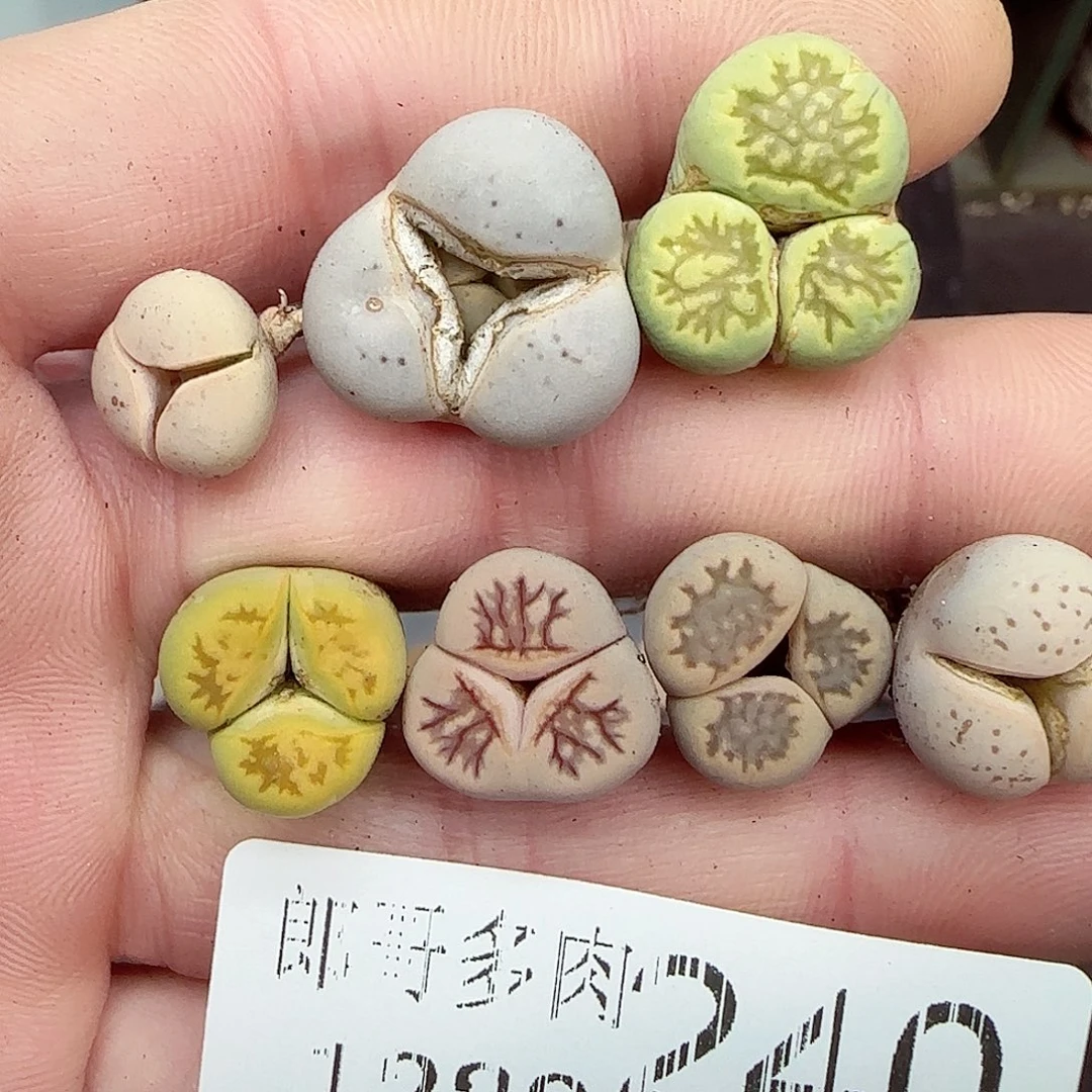 满满18包邮1222-240