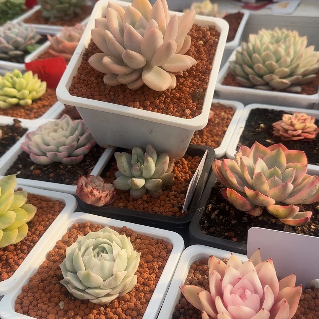 T**G彩色奥普锦多肉植物