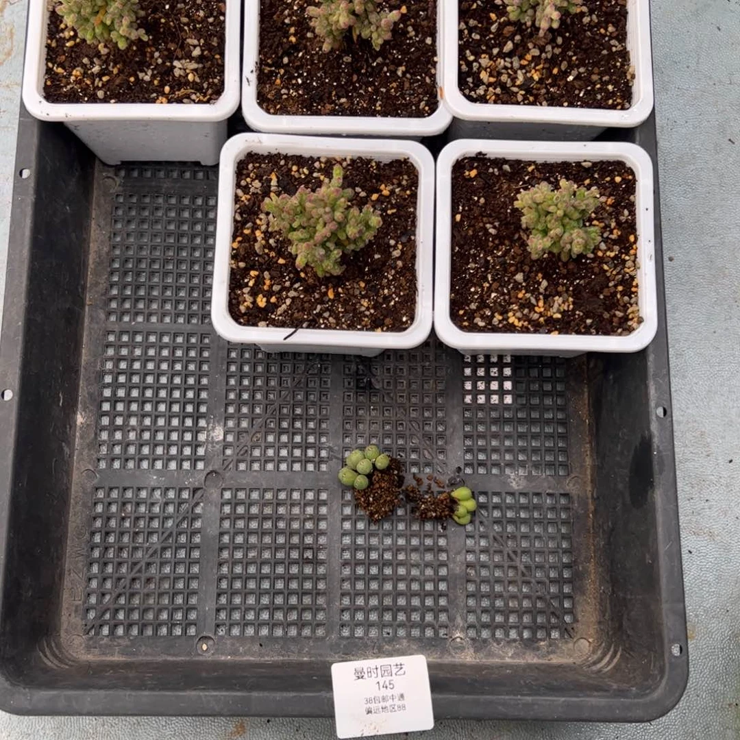 戴*呆145号虎斑锦➕艺妓嘴2.15多肉