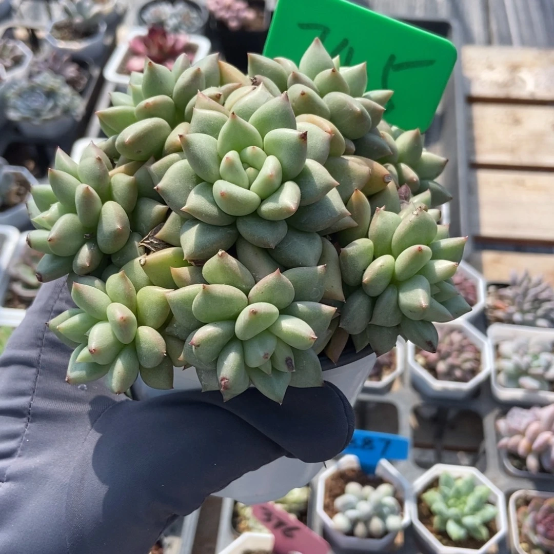 745象牙多肉植物多肉