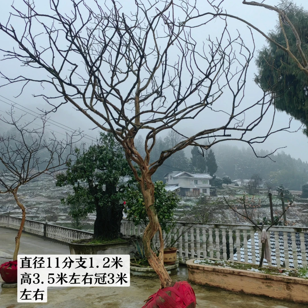 贵州原生红花老紫薇