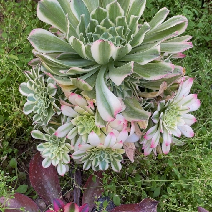 310白狐多肉植物