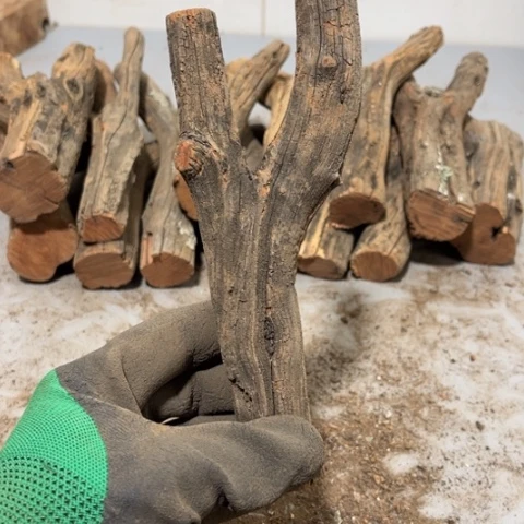 大果紫檀（缅甸花梨）观***发