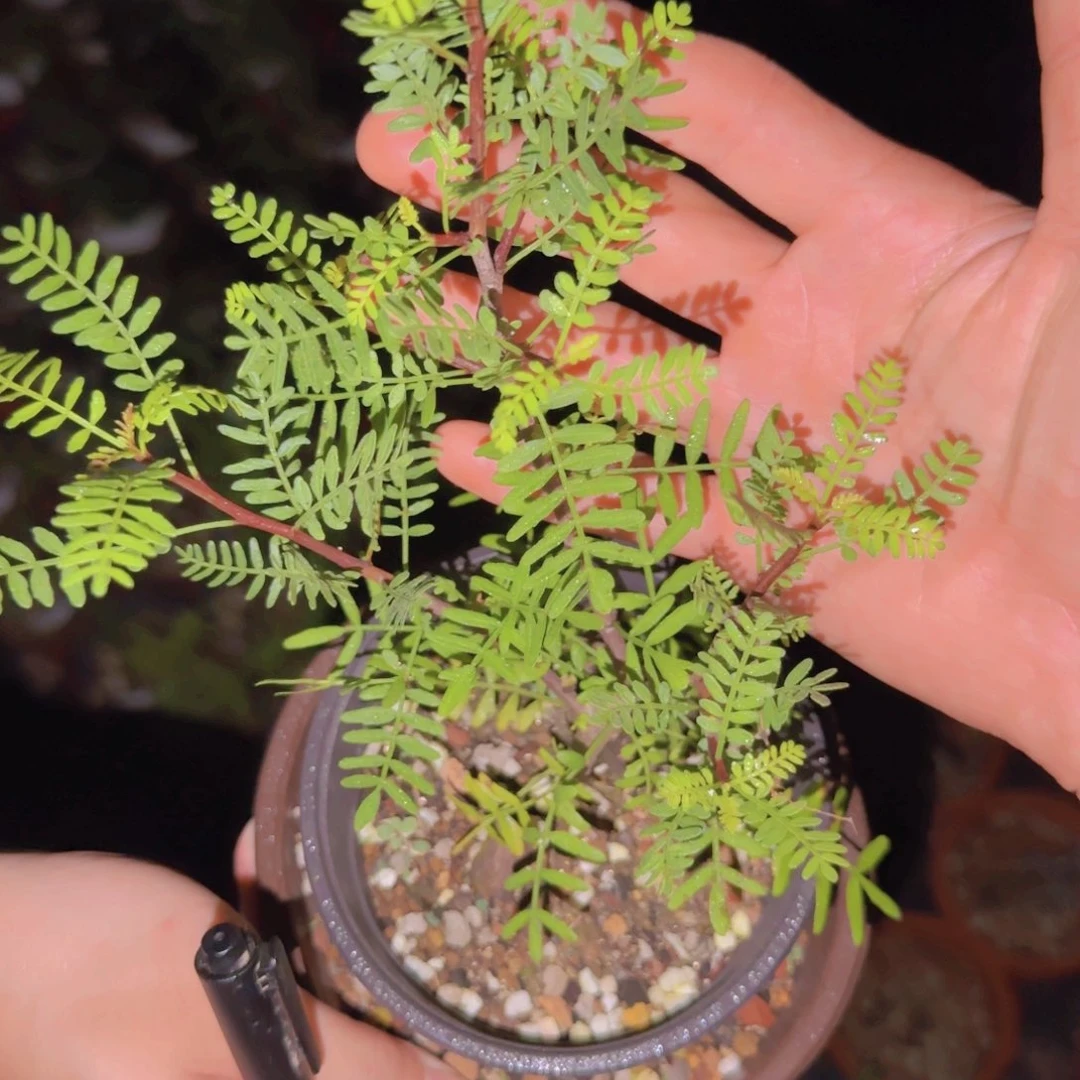 谢***盟块根植物块根植物