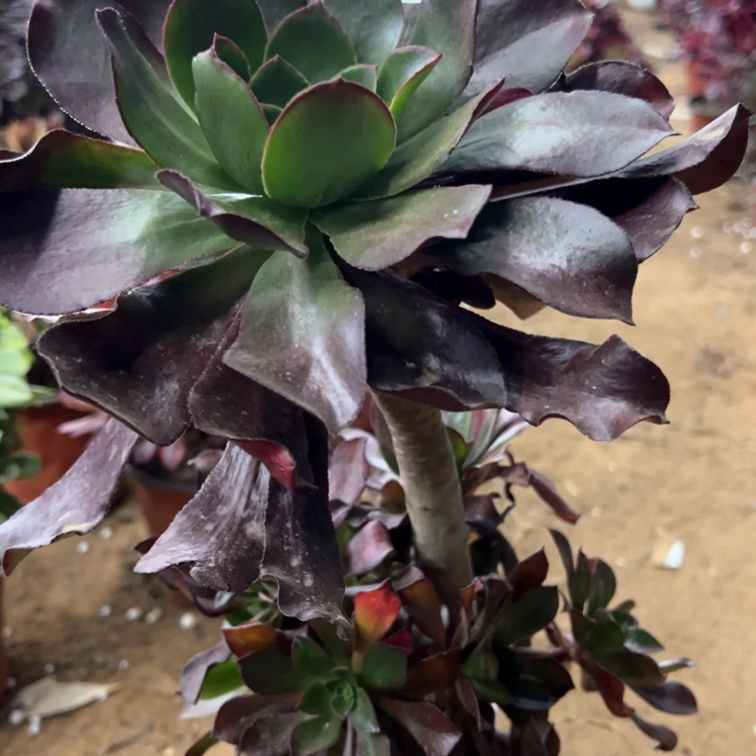 094号冰武士多肉植物