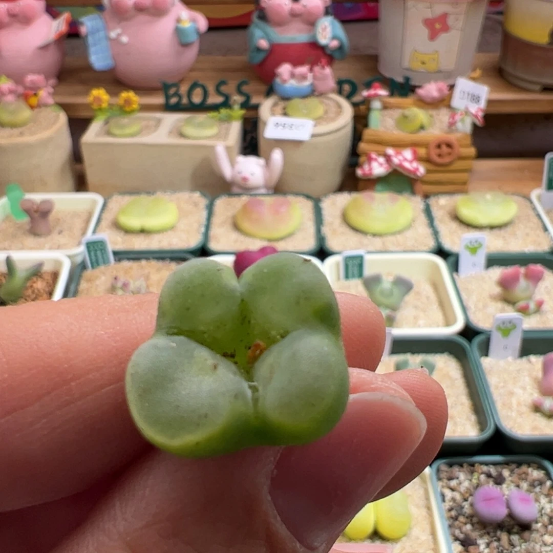 398。青蛙水晶鞋母本