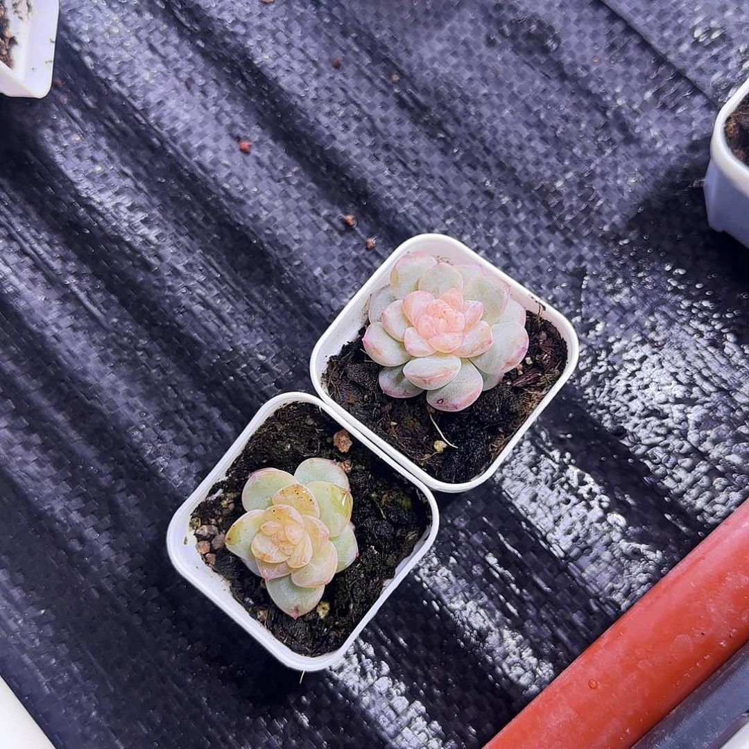 X****a两个新糖盆一个满25包邮