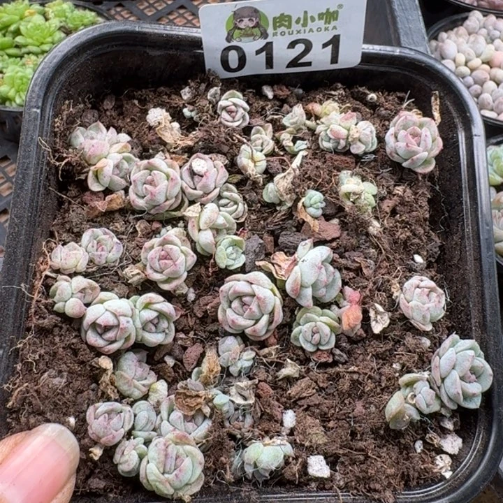 当前无花朵，栽培后可花朵肇*多肉植物多肉植物