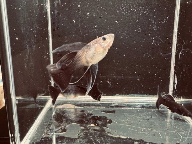 木炭黑大C孔雀鱼凭开箱视频包路损 拍两对送一对备损