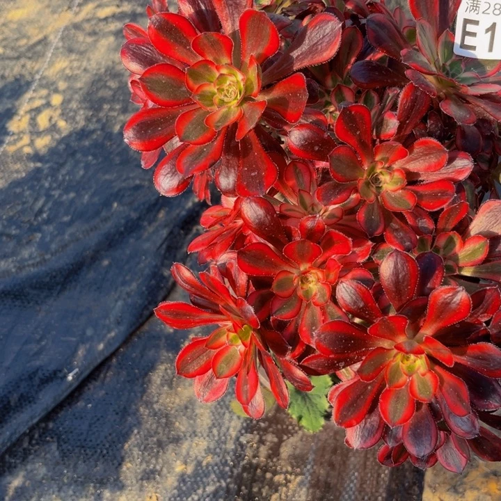 119多肉植物一物一拍