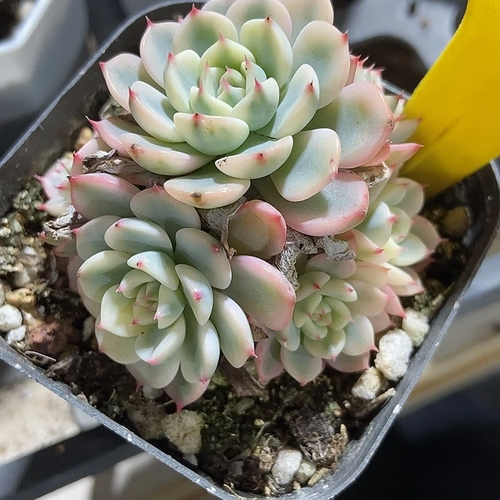 多肉植物姬莲锦640多肉