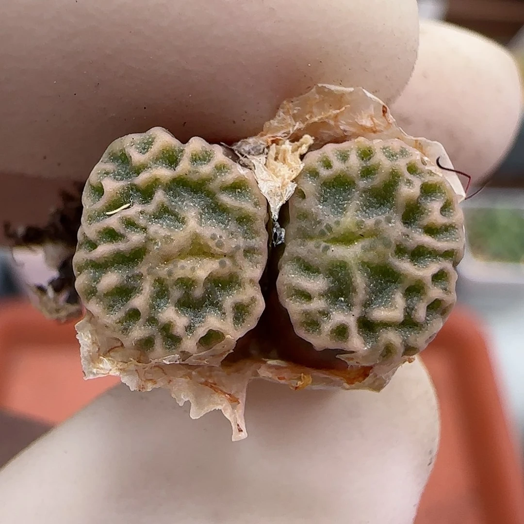 960超级烧麦优选