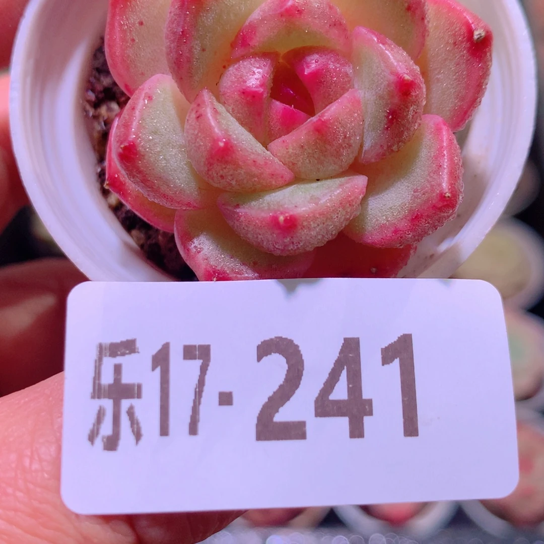 乐然17-241 新品