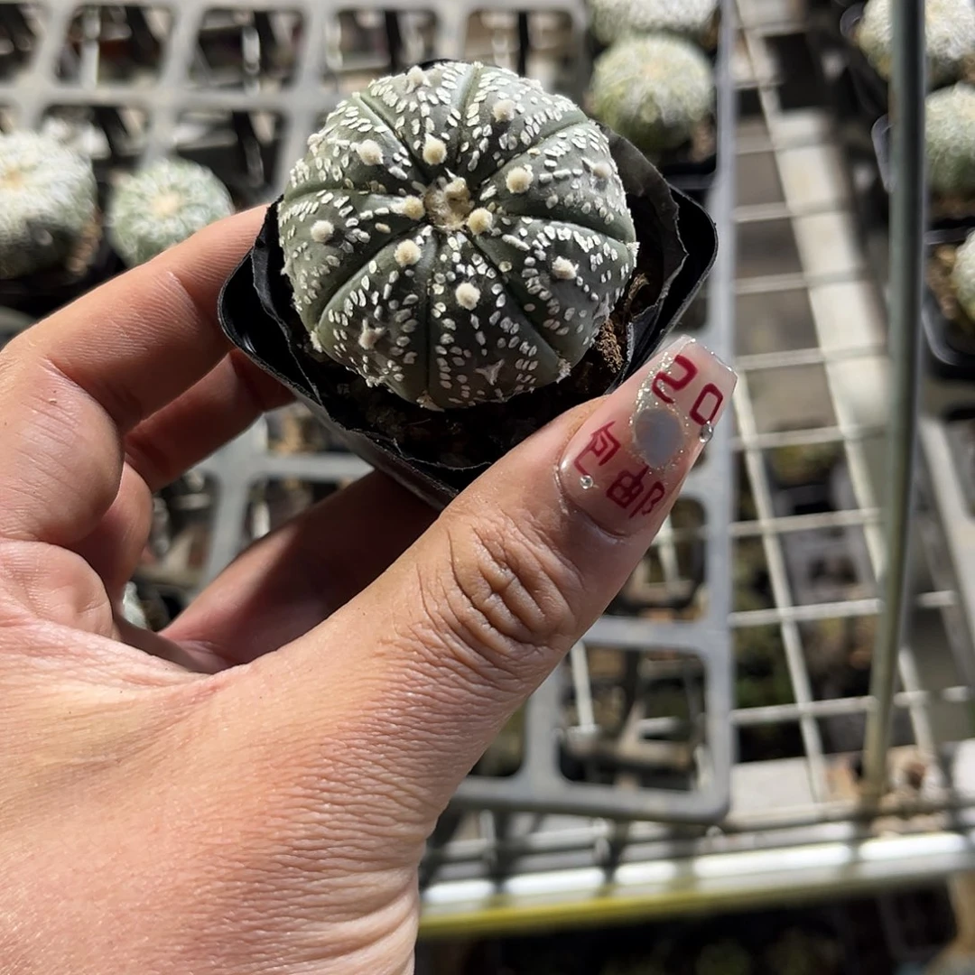 筱*26724一物一拍单头发货