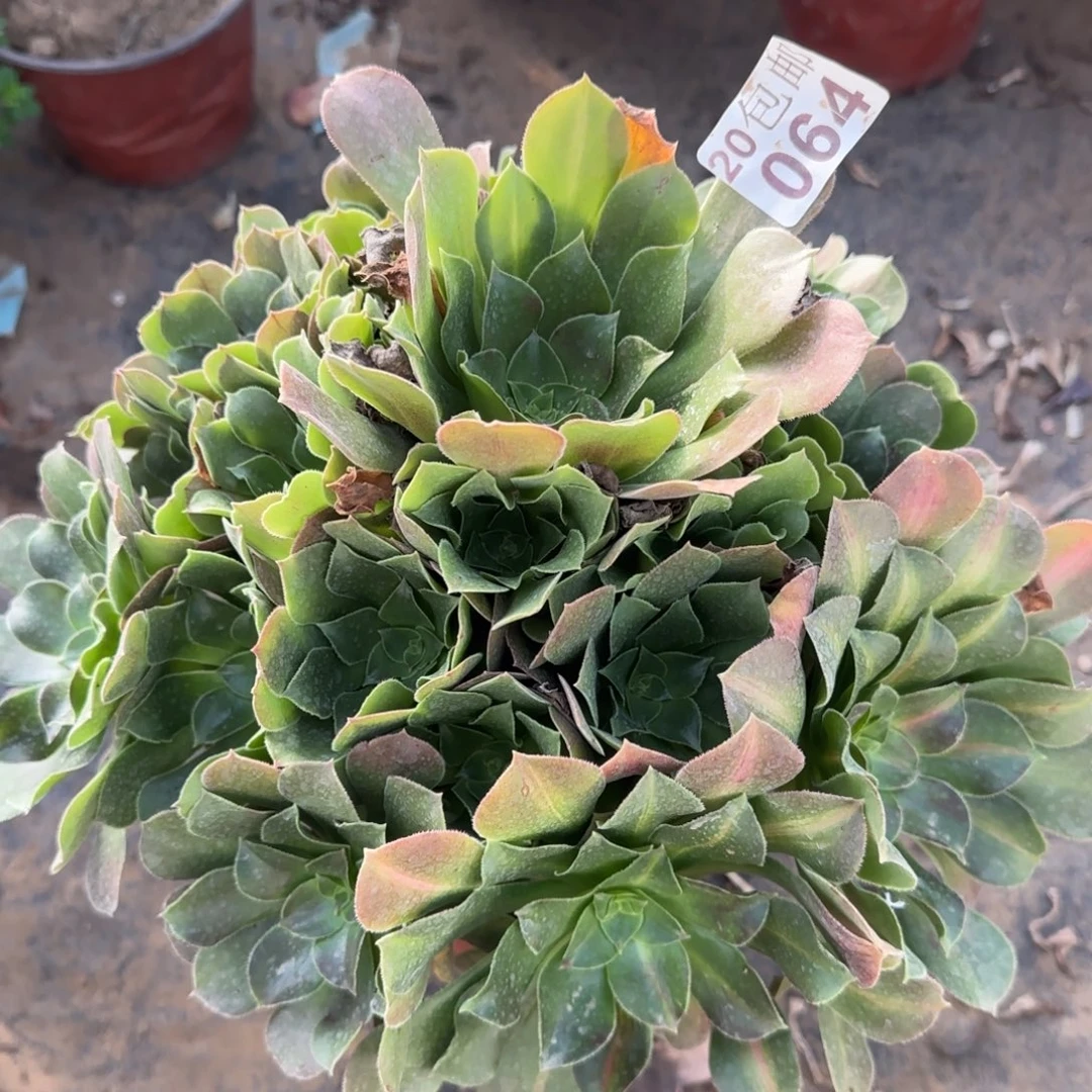 柠檬玫瑰带阴阳064满20包邮断枝不包