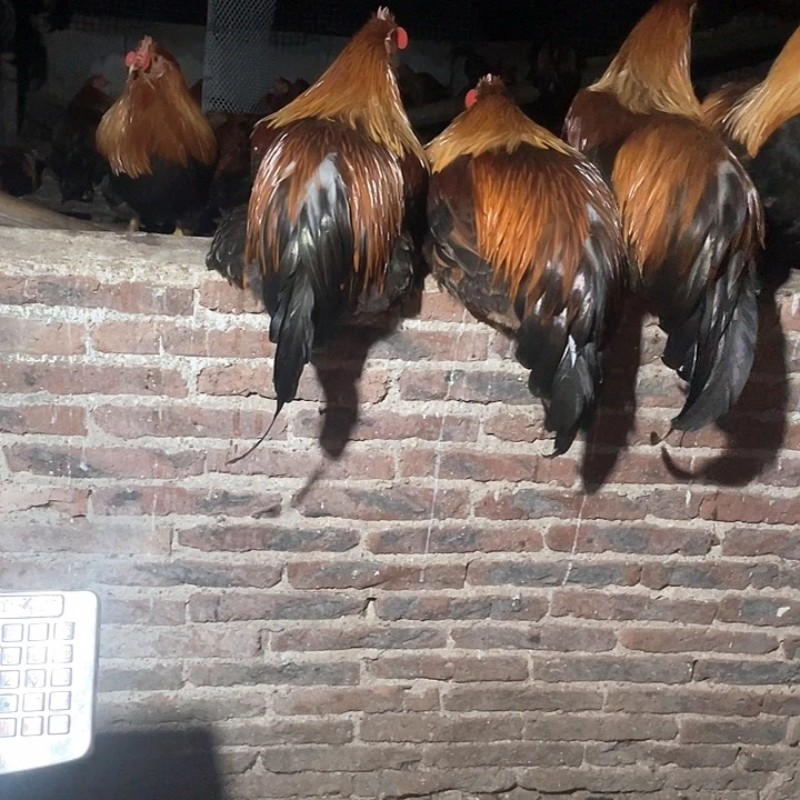 1中国大陆包装8，6.5两只