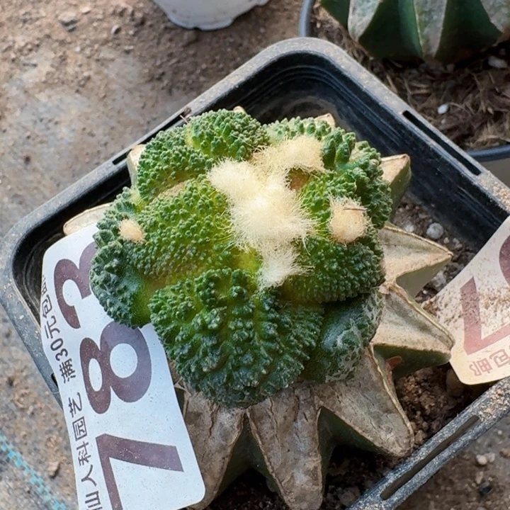 783细密大尤哥斯拉牡丹