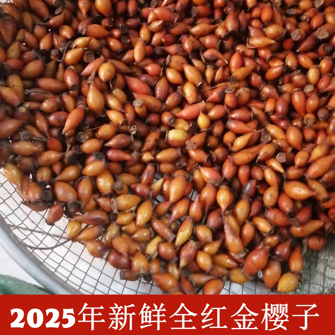 全红金樱子新鲜金樱子深山中药材泡酒2025年5斤甜新鲜红果金樱子