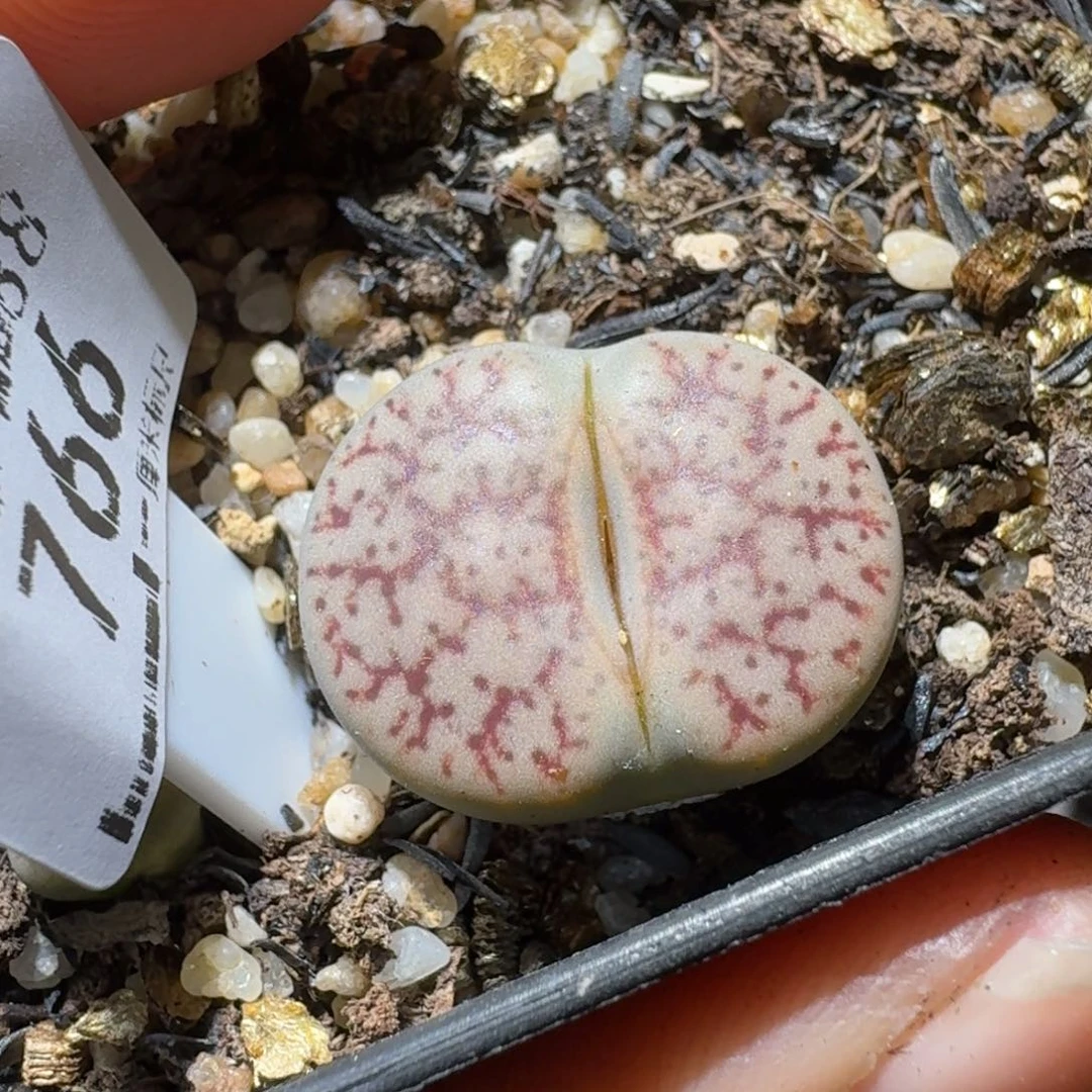 Sss清货了清货了766